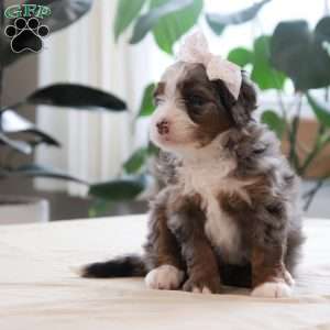 Paige, Mini Bernedoodle Puppy